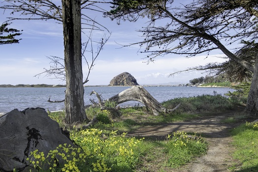 5 Things that Make Morro Bay State Park a Great Place to Visit - Ascot  Suites - Morro Bay