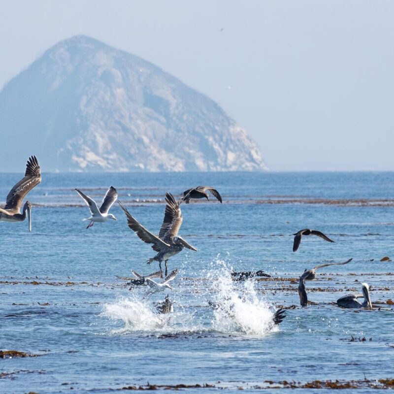 What You Need to Know About the 2023 Morro Bay Winter Bird Festival