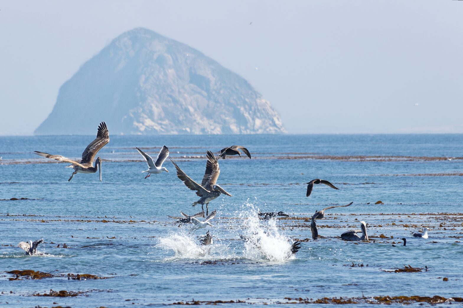 What You Need to Know About the 2023 Morro Bay Winter Bird Festival