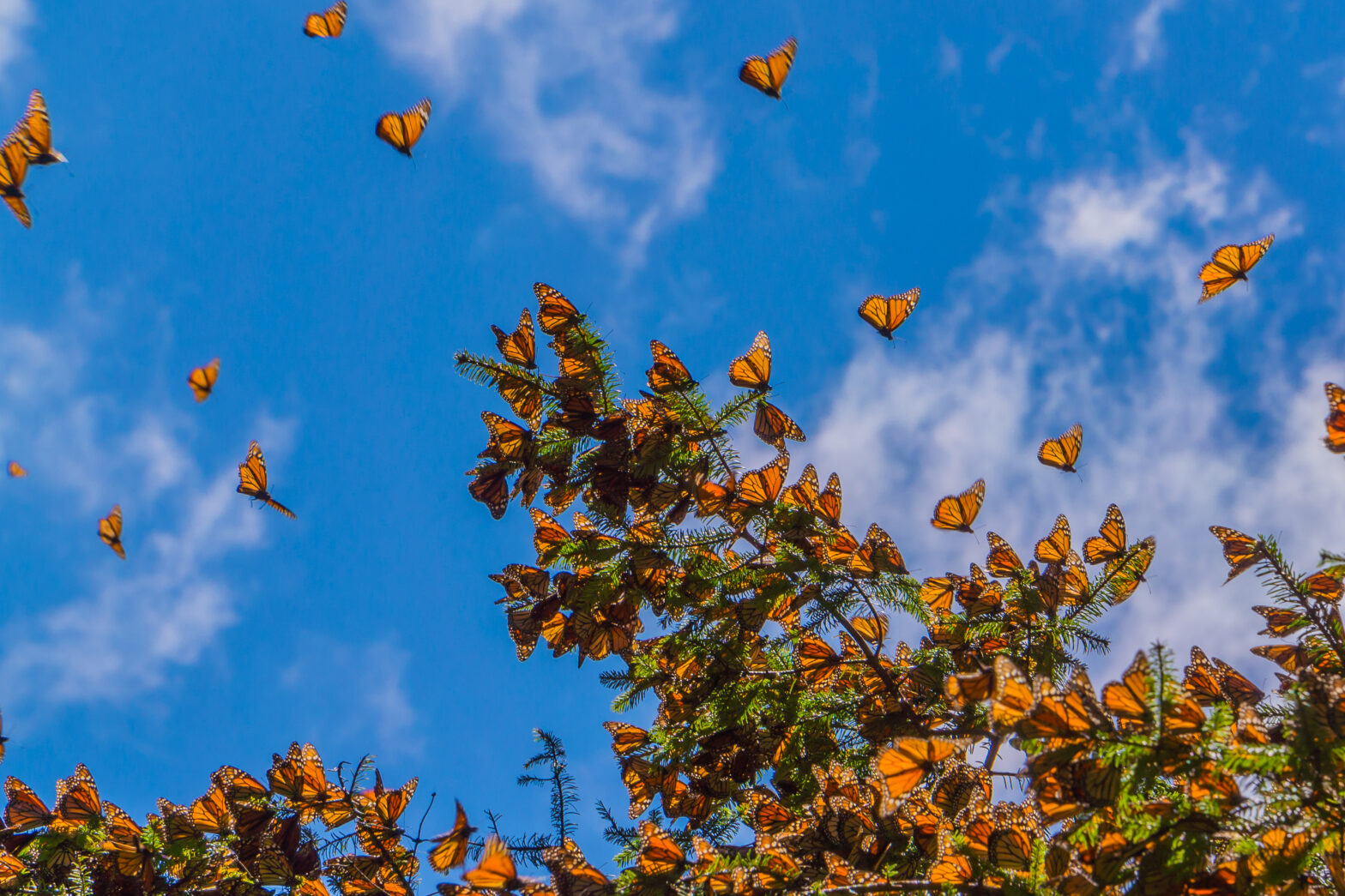 Things to do in Morro Bay this Fall