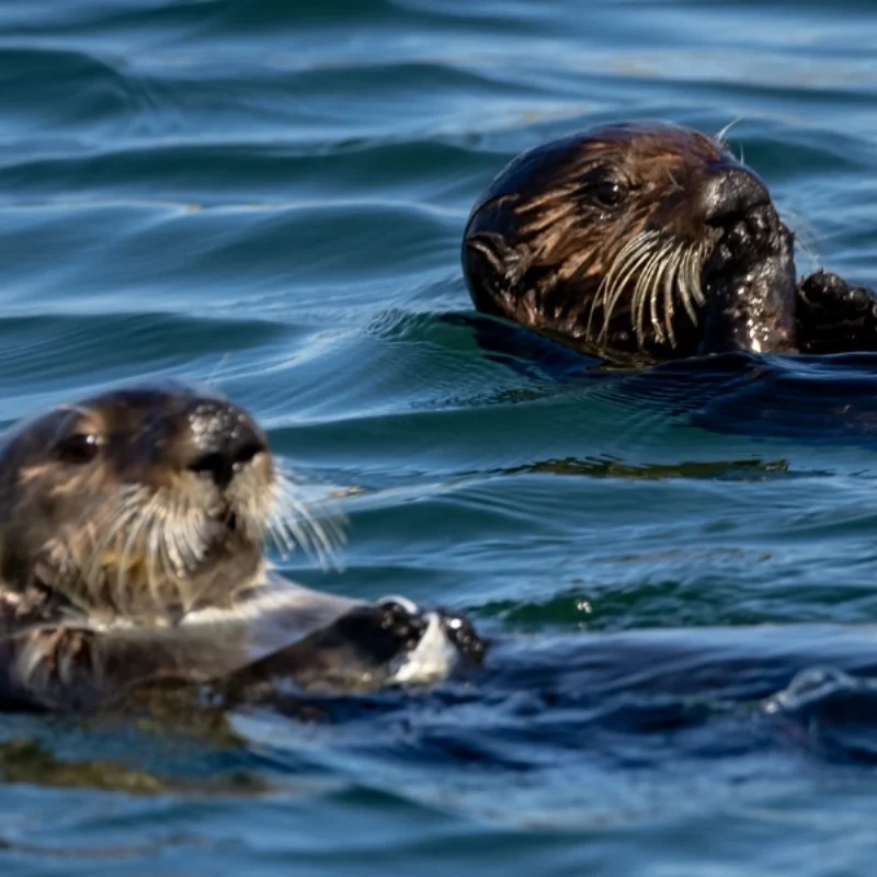 Meet the Morro Bay Sea Otters and Discover Their Coastal Playground