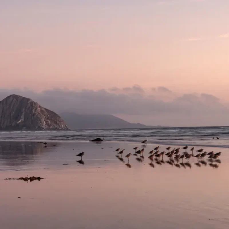 Bird Watching in Morro Bay: Exact Spots, Seasons, and What You’ll See