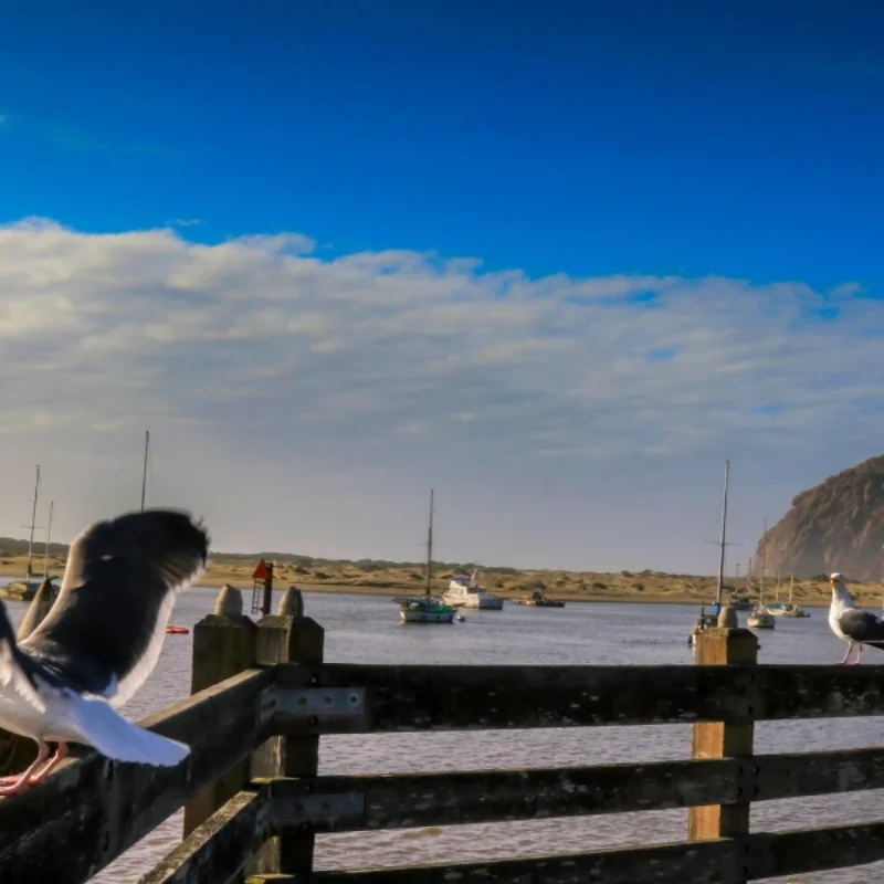 Birding by Season in Morro Bay: What’s Here Winter-Fall