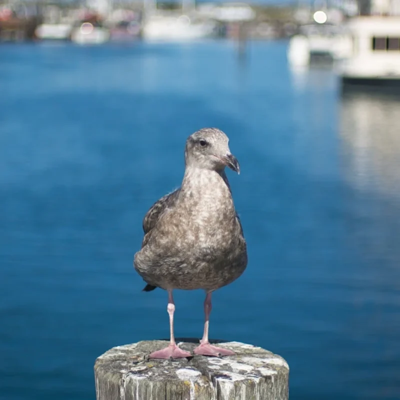 Morro Bay Bird Festival: Dates, Registration, What’s New