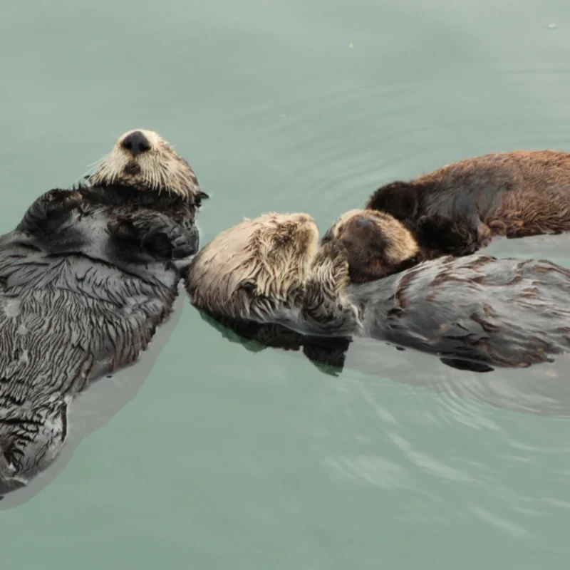 Sea Otters in Morro Bay: When, Where, and How to Watch Responsibly