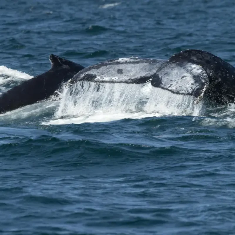Whale Watching in Morro Bay: Best Months, Species, and Tours