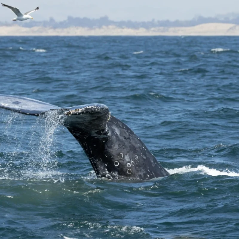 12 Actually Fun Things to Do in Morro Bay