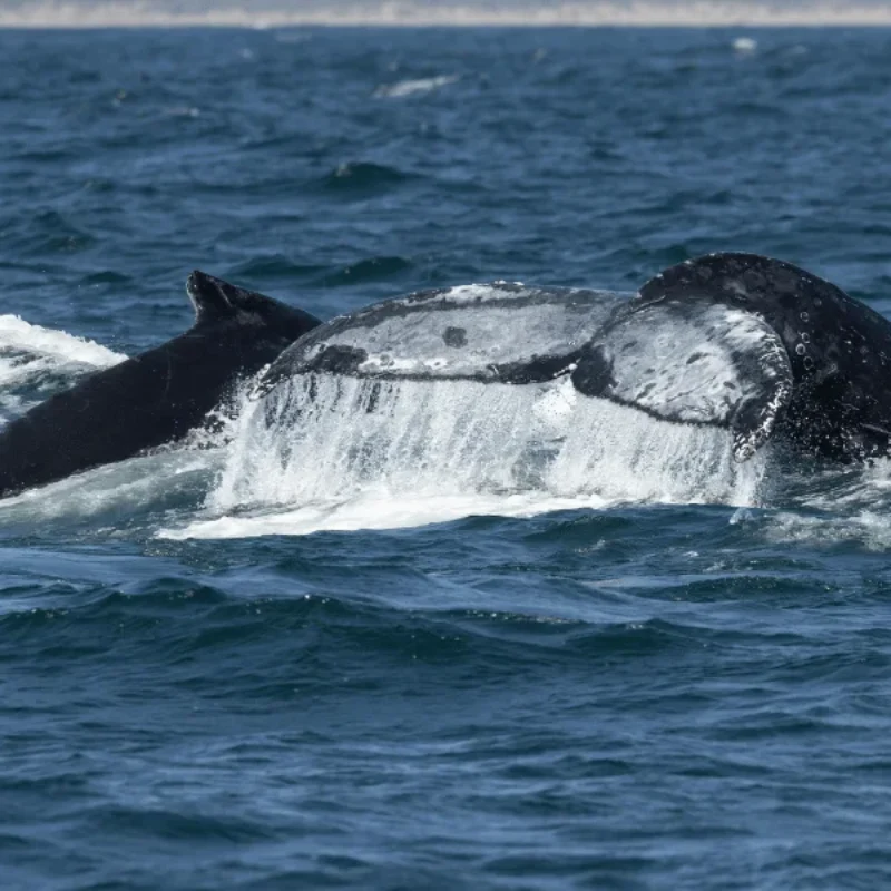 2026 June Events to Visit in Morro Bay
